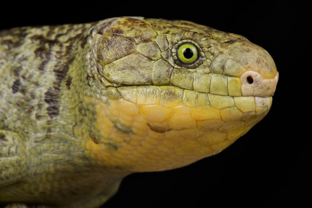 monkey prehensile tailed skink against a black background