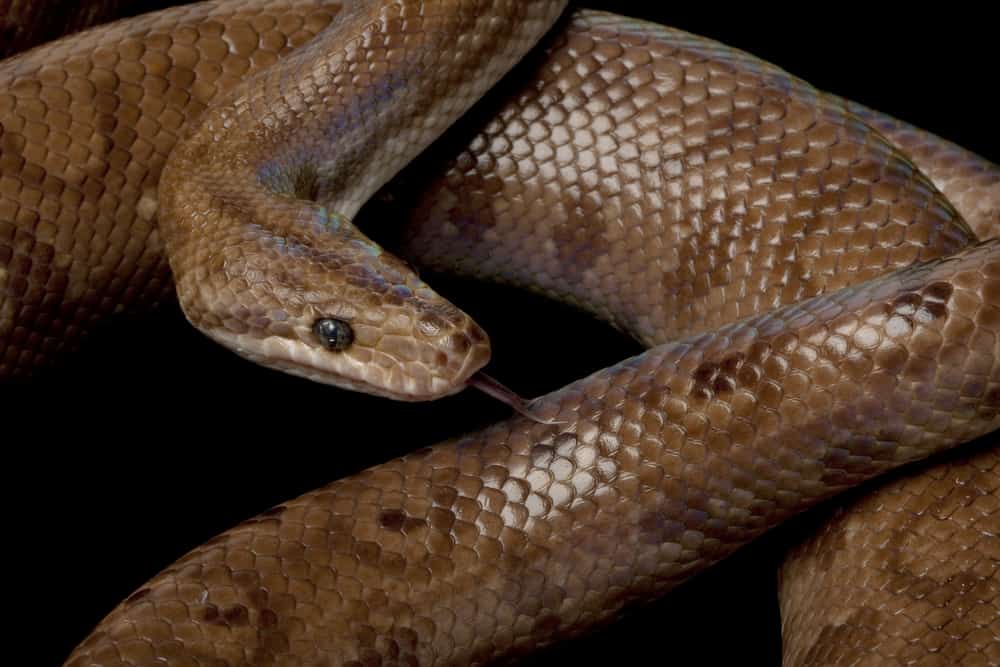 older Granit Colombian rainbow boa