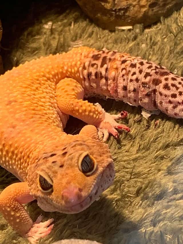 portrait shot of an orange leopard gecko