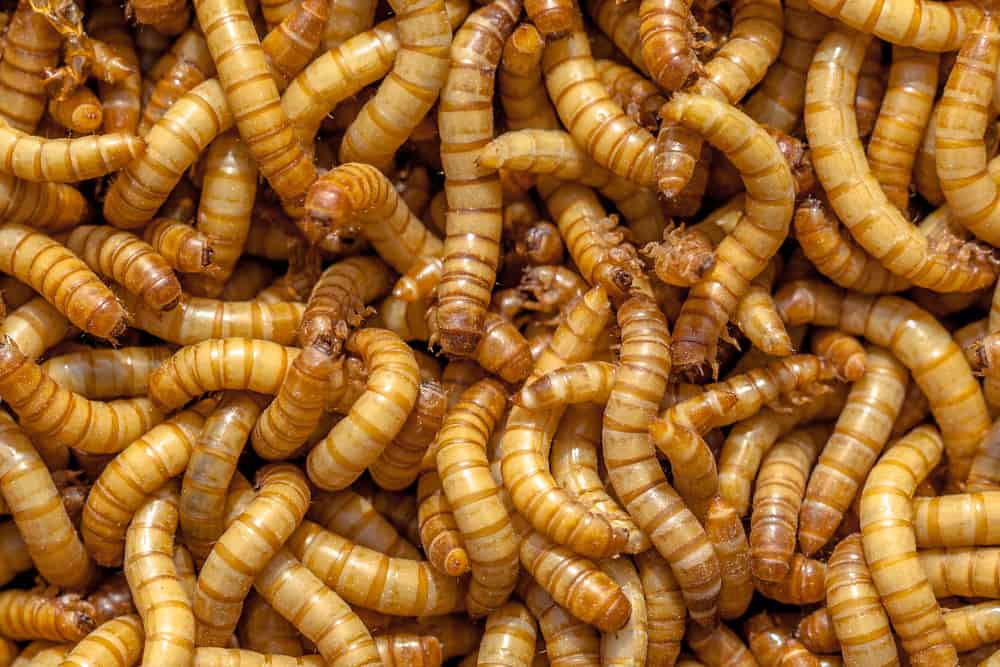 overhead shot of mealworms