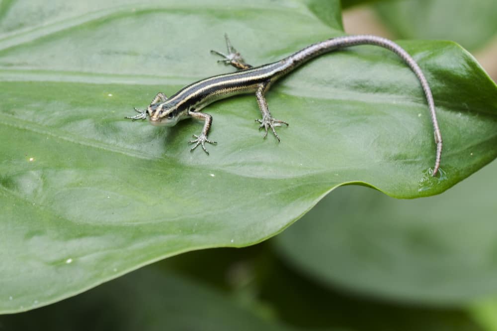 växter för din Pacific blue tailed skink