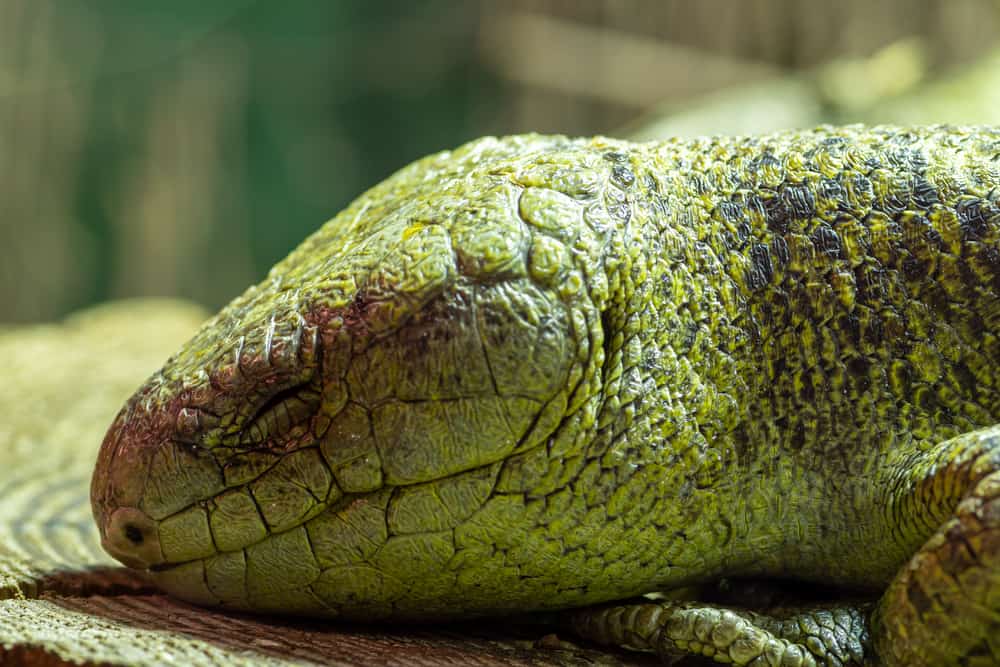 A monkey-tailed skink resting