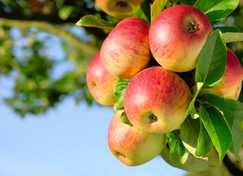 ripe red apples on a branch 