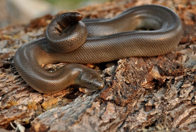  rubber boa amid dead leaves