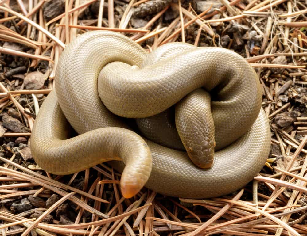 sleeping coiled rubber boa 