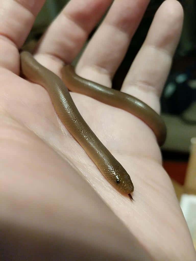 small Rubber Boa