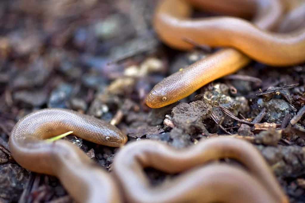 two rubber boas on the soil
