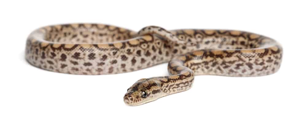 young Colombian Boa