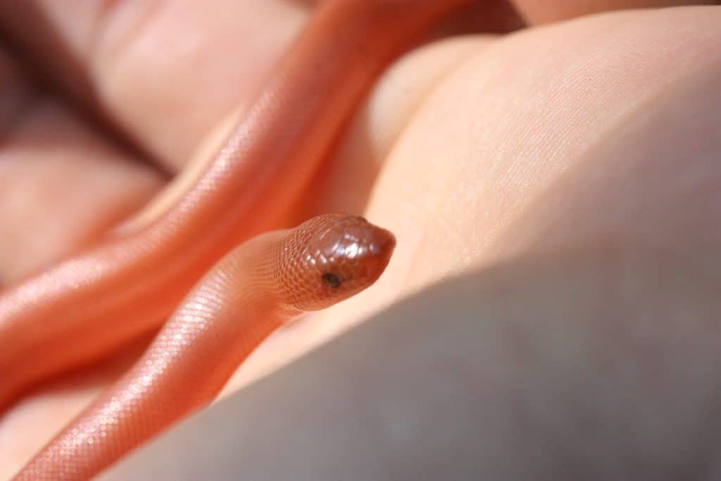 young rubber boa in palm of a hand