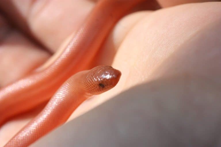 Rubber Boa Care Sheet An Owner's Guide to All Needs & FAQs