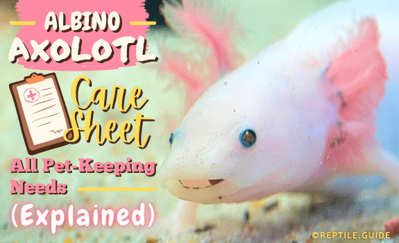 Albino Axolotl Care Sheet All Pet-Keeping Needs (Explained)