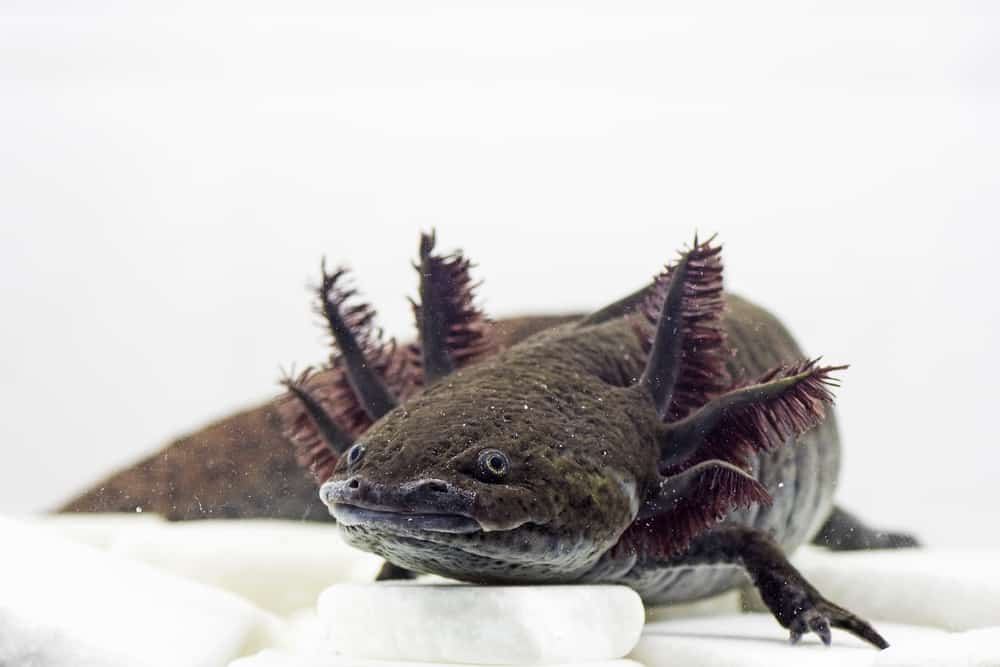 dark-colored axolotl against a white background
