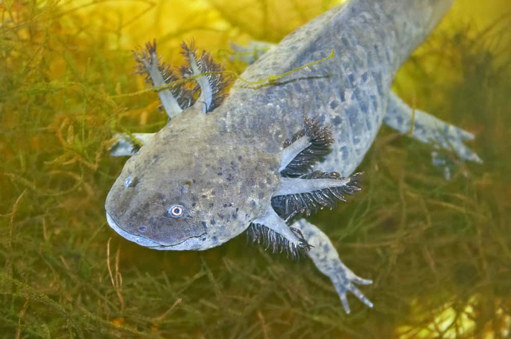 A grey-brown axolotl against an underwater plant