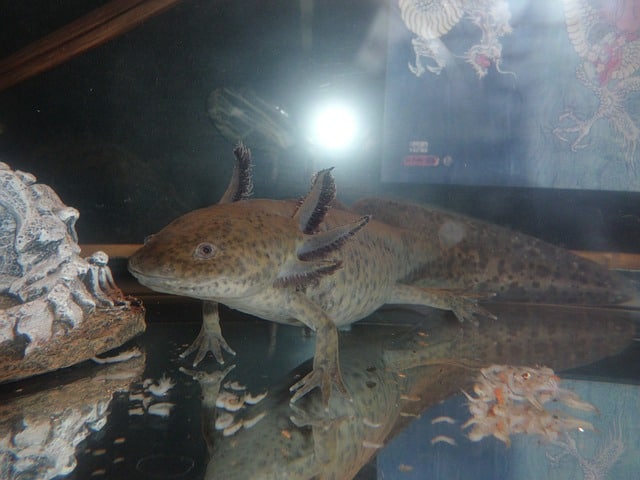 Axolotl Salamander in a dimly lit enclosure