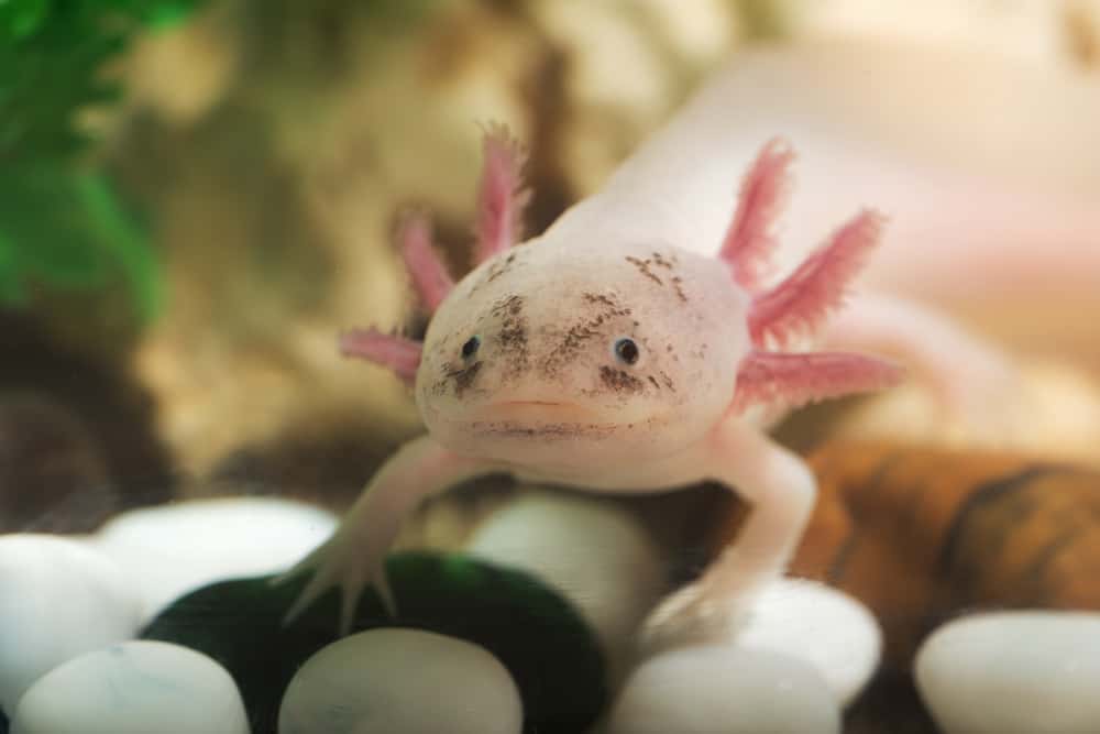 Pink axolotl pet swimming underwater
