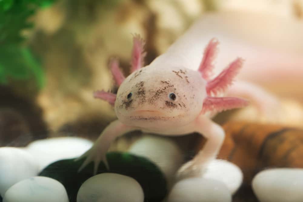 Axolotl. Axolotl Care, Tanks, Habitat, Diet, Buying, Life Span