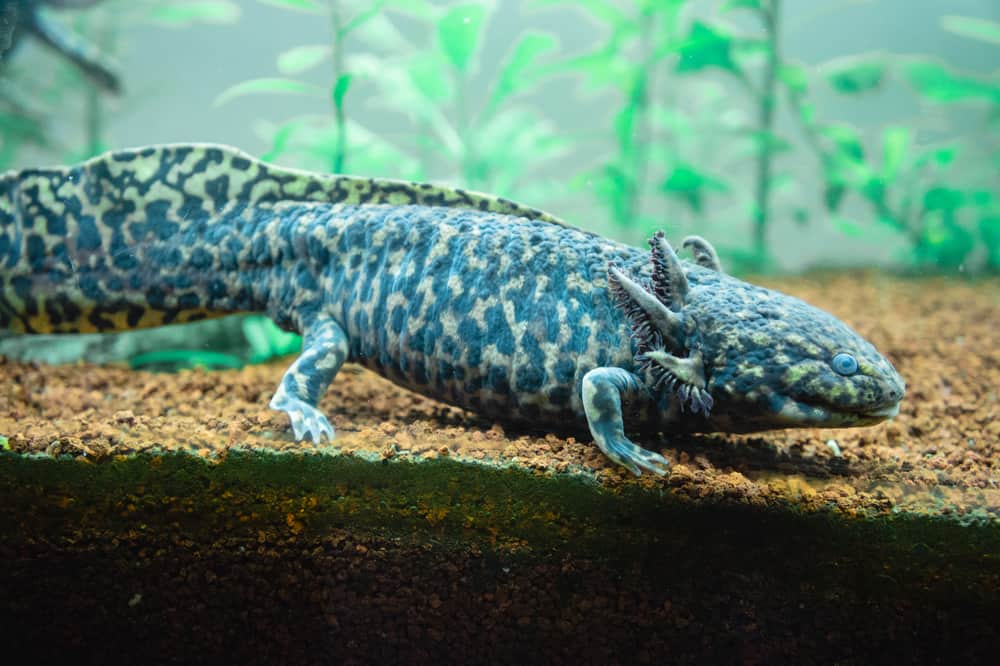 Vibrant blue-green axolotl in a tank