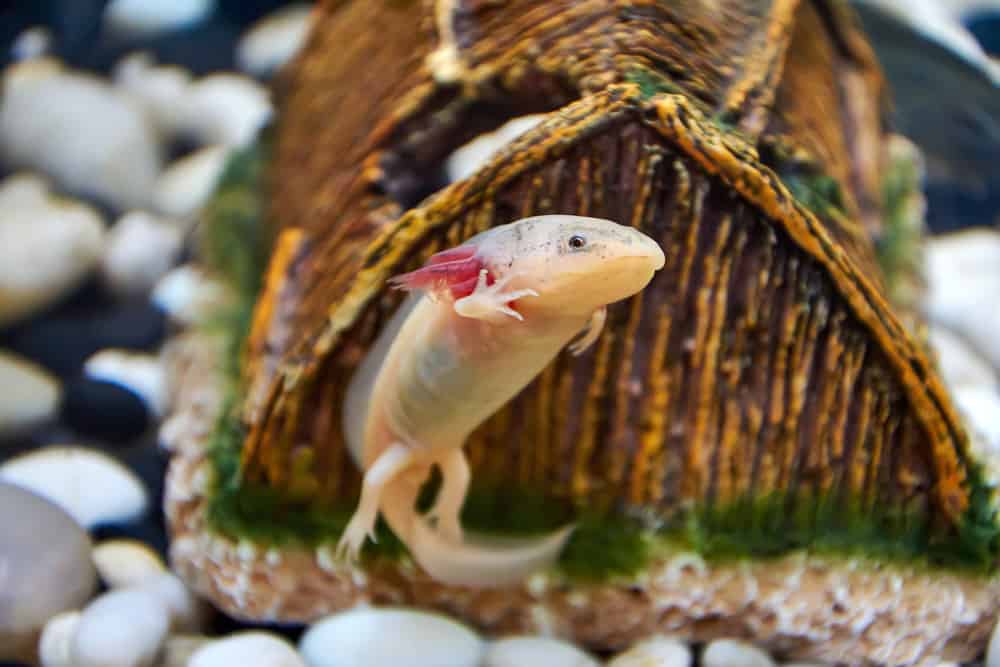 young axolotl swiming in front of a large hide