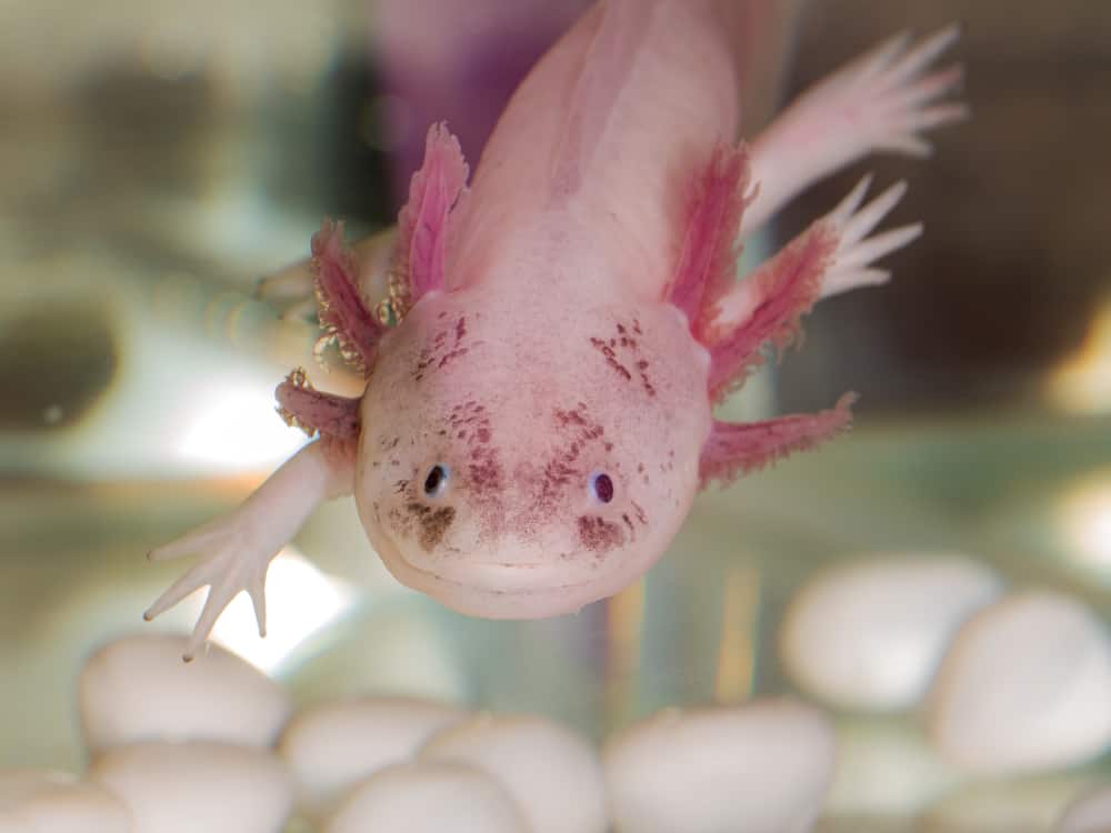 pink axolotl floating above white pebbles underwater