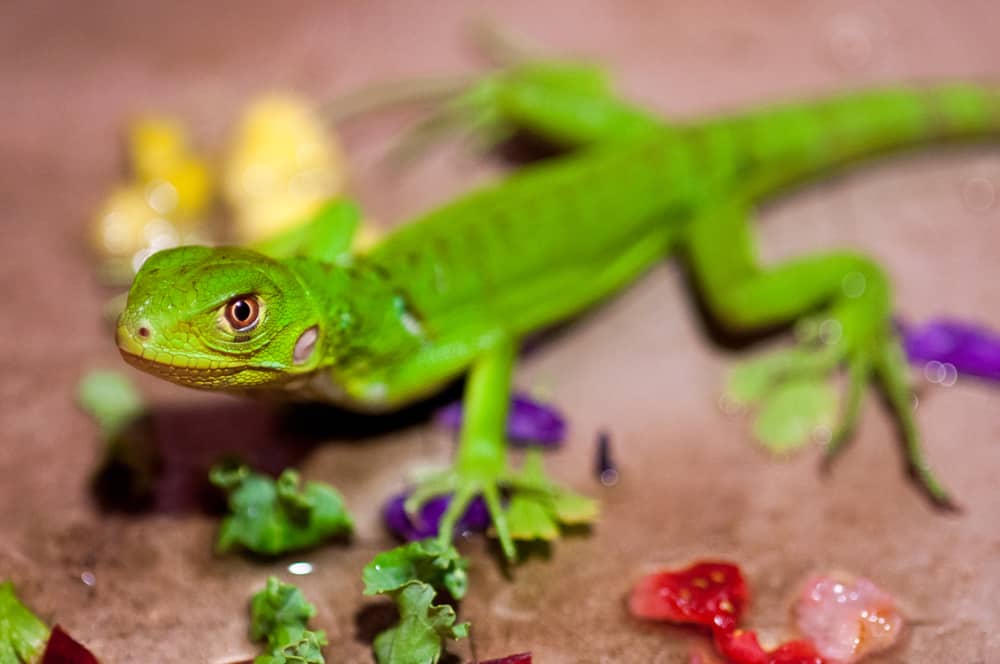 A Baby Green Iguana