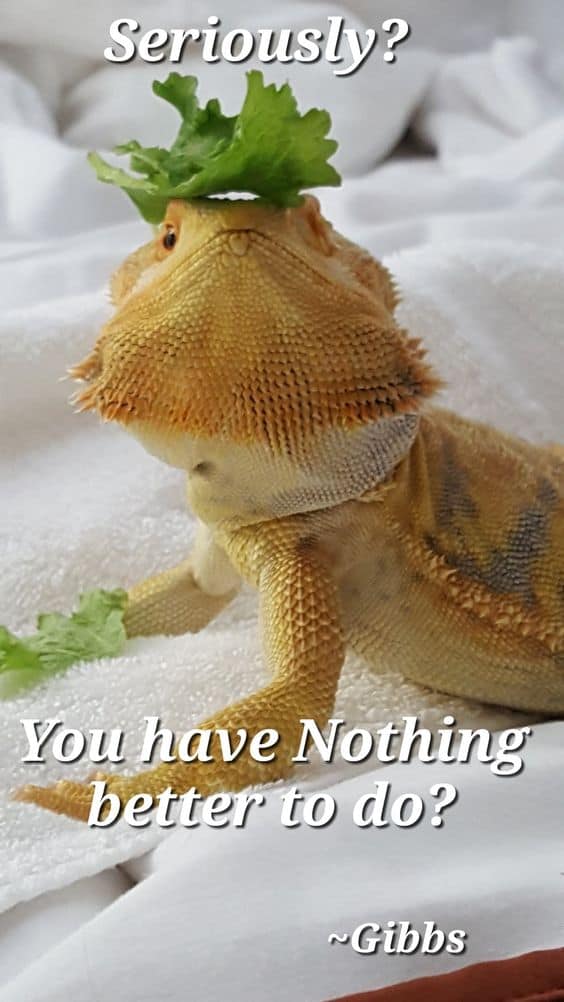 Bearded Dragon lettuce leaf on head meme