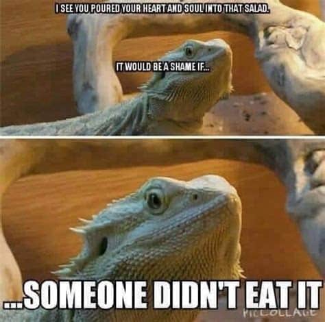 Bearded Dragon Picky-eater meme