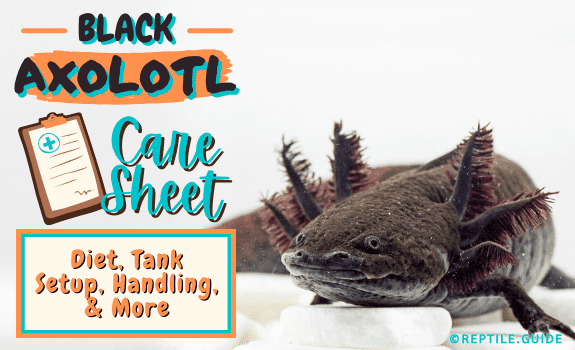 Black Axolotl Care Sheet Diet, Tank Setup, Handling, & More