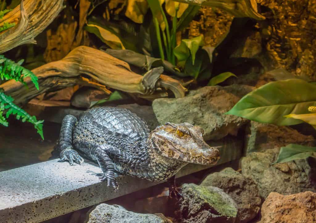 Caiman basking inside its enclosure surrounded by plants