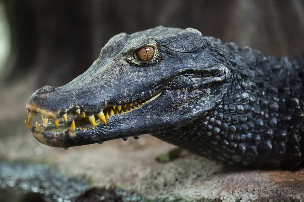 closeup of a dwarf caiman's head and its yellow teeth