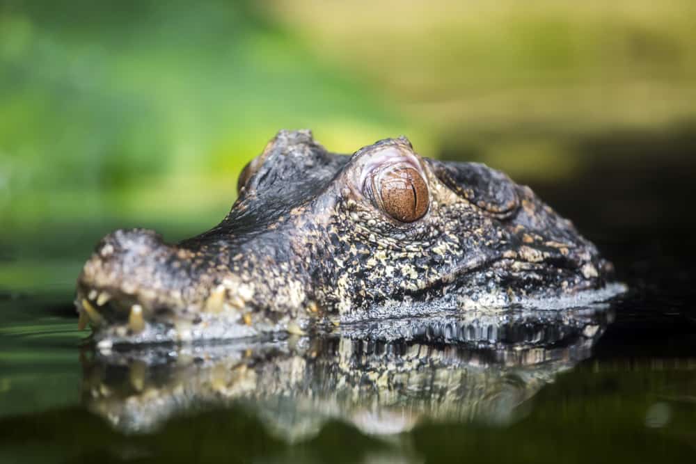 dwarf caiman swimming in its natural habitat