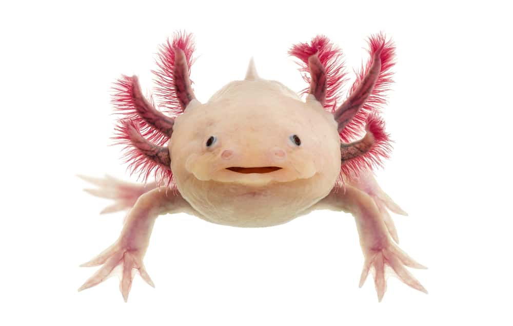 Front view of a pink axolotl against a white background