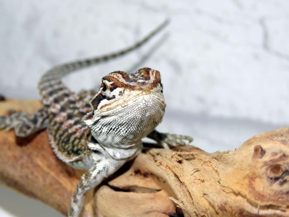 Young bearded dragon facing the camera and resting on a log