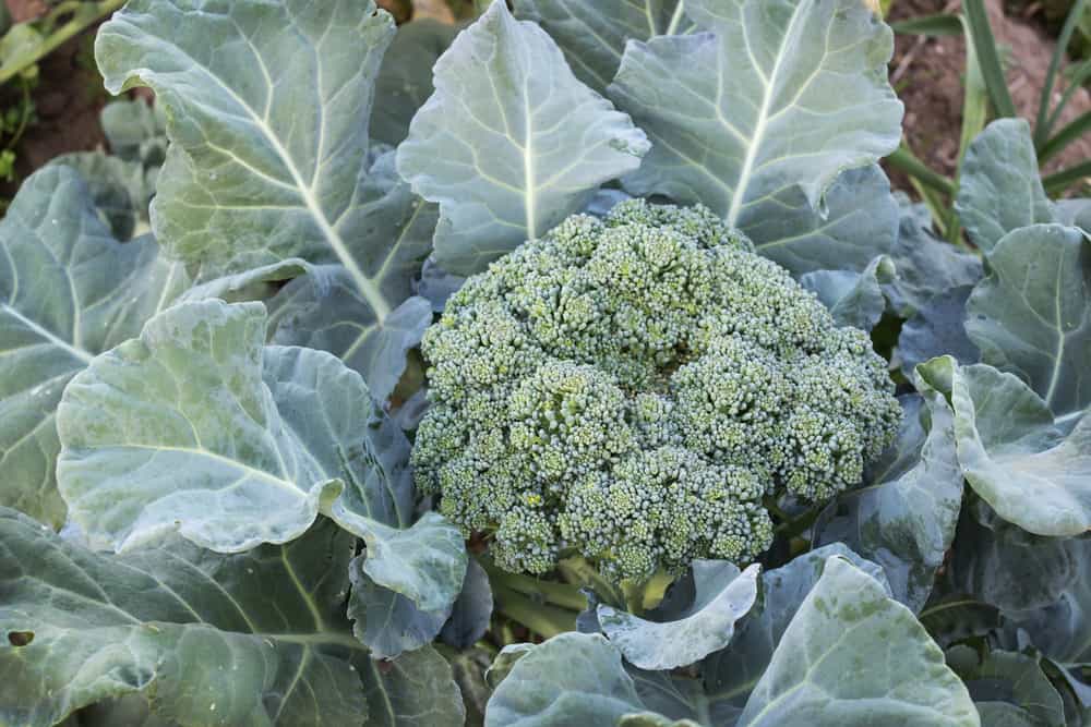 Imaeg of planted broccoli and its leaves