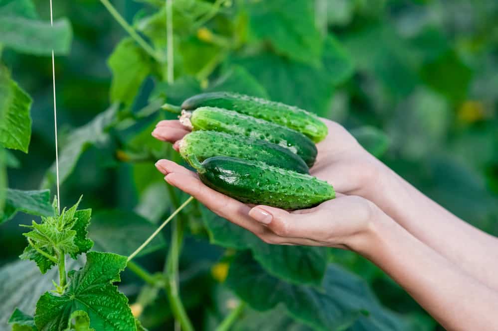 A woman's hands holding cucumbers in a garden