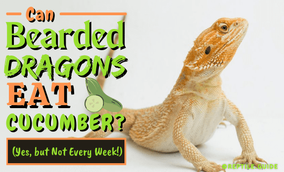 Can Bearded Dragons Eat Cucumber (Yes, but Not Every Week!)