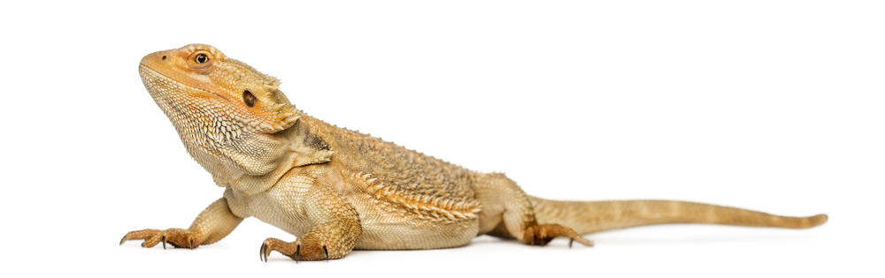 bearded dragon against a white background
