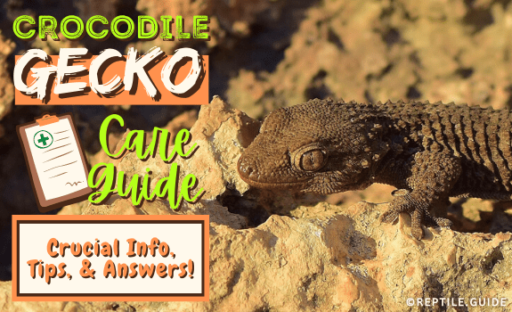 Crocodile Gecko Care Guide Crucial Info, Tips, & Answers!
