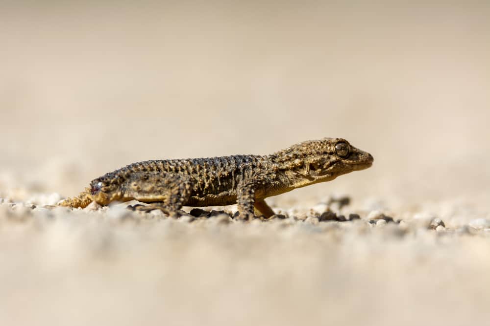 sideview of crocodile gecko on the ground