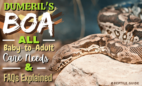 Dumeril's Boa All Baby-to-Adult Care Needs & FAQs Explained