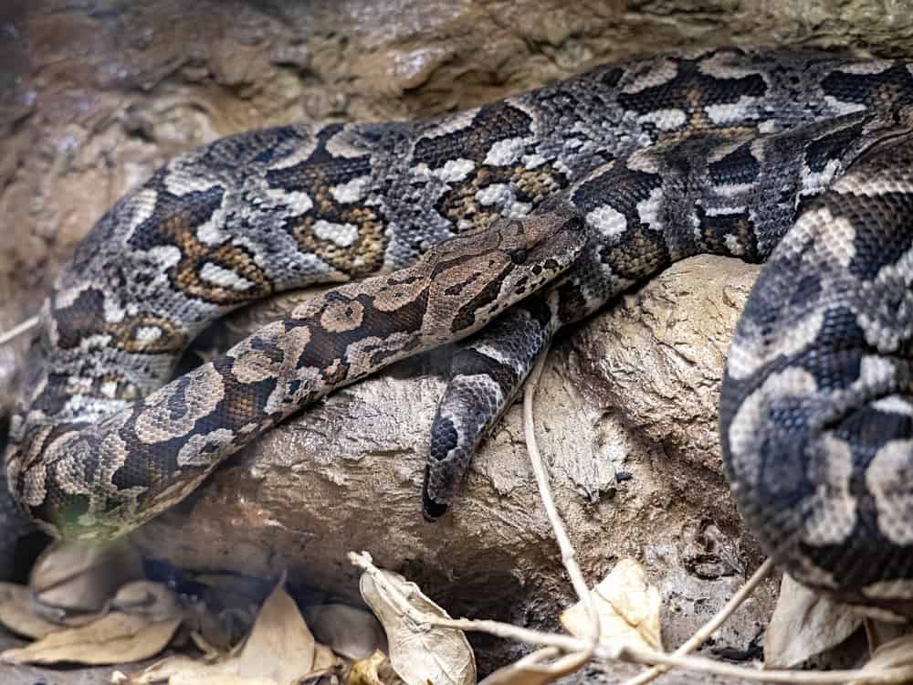 Dumerils Boa on the forest floor