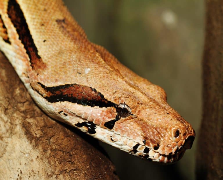 Dumeril's Boa: All Baby-to-Adult Care Needs & FAQs Explained