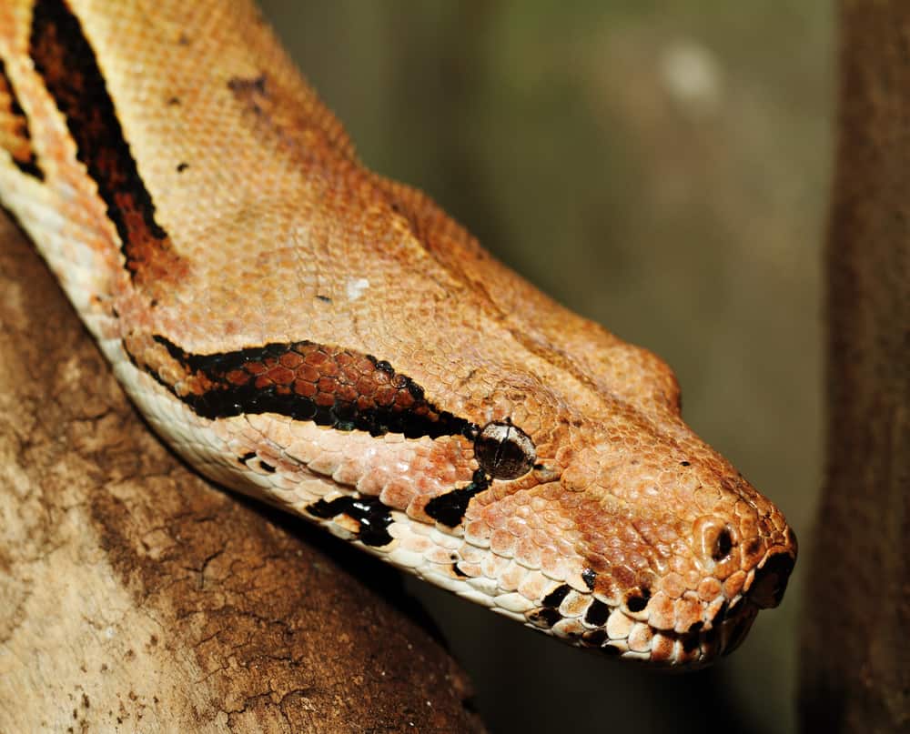 Closeup of a Dumeril's Boa's head