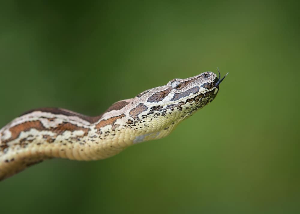 Dumeril’s Boa against a blurry green background