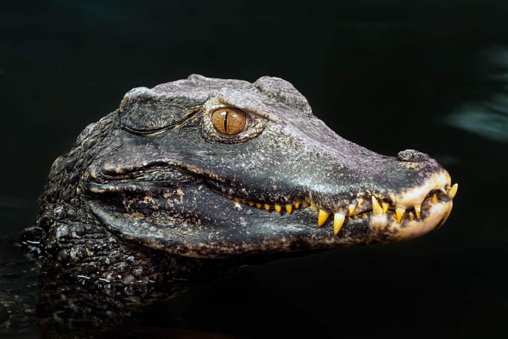 Side angle of a dwarf caiman's head