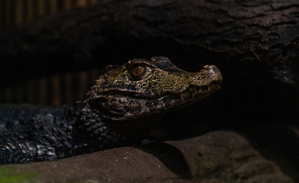 captive dwarf caiman resting on a rock