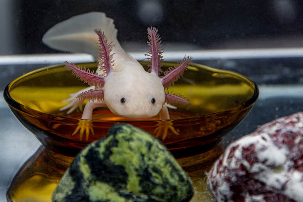 An axolotl in a bowl