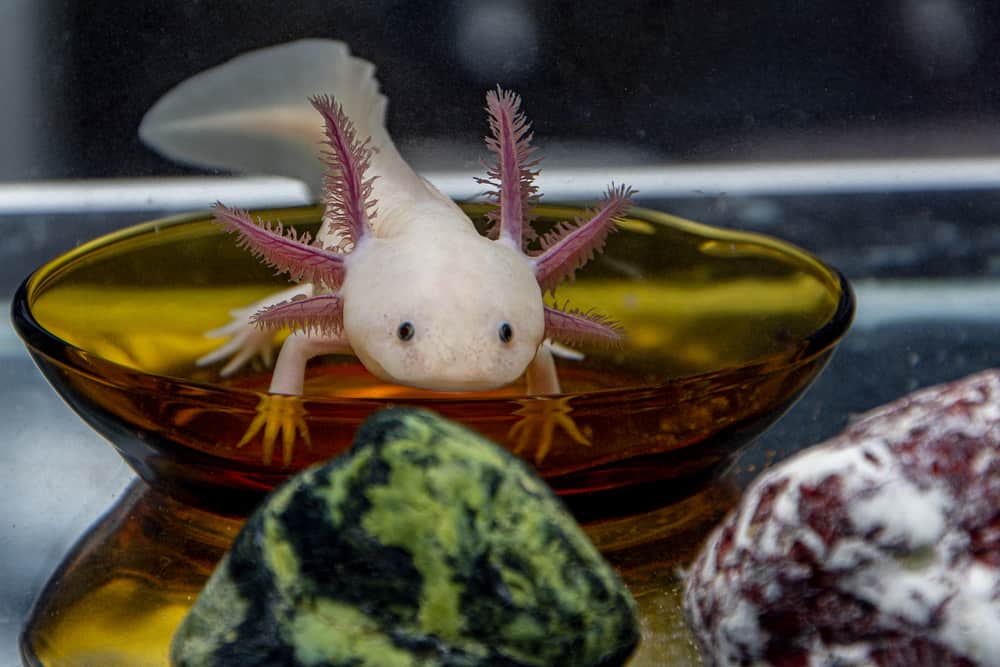 Axolotl food - Food for adult Axolotls, newts and salamanders