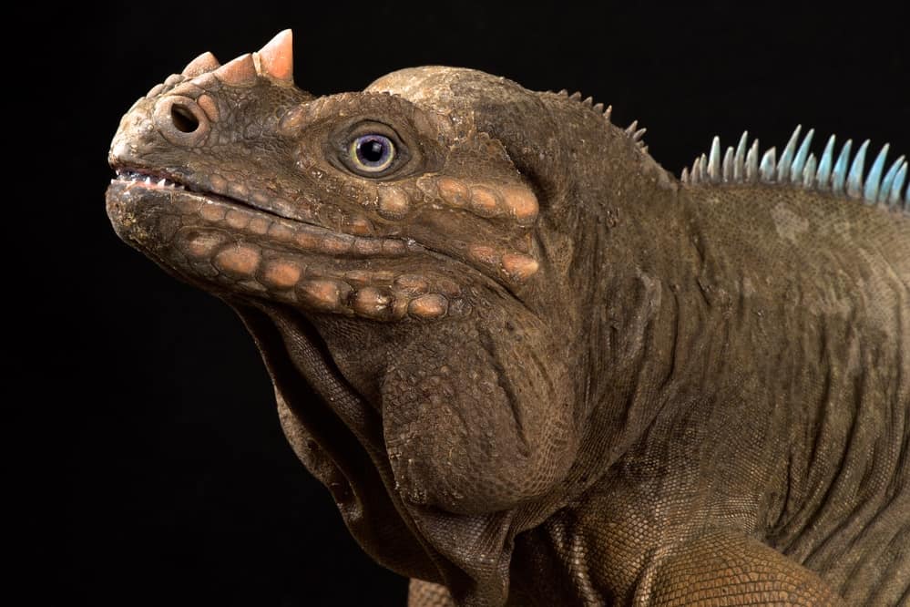 male rhino iguana against a black background