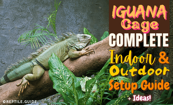 Iguana Cage Complete Indoor & Outdoor Setup Guide + Ideas!