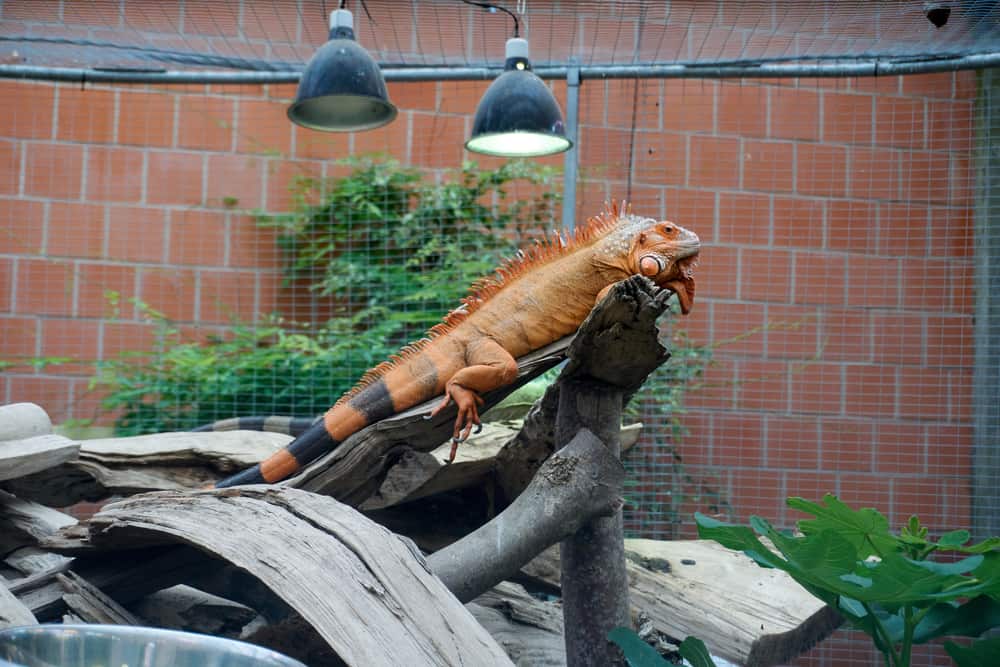 Orange iguana resting in an outdoor enclosure